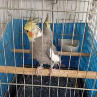 عروس هلندی سخنگو