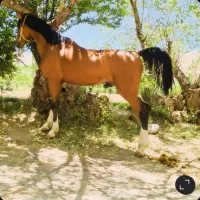 سیلمی دره شوری جهت کشش، فوق دمگیر
