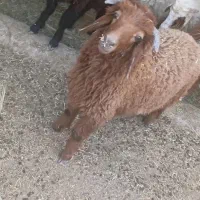 گوسفند