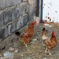 باسلام دوتا مرغ تخم گذار بفروش میرسد