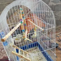 عروس هلندی
