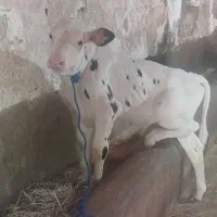 گوساله نر شیرخار ۲۰ روزه