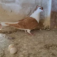 کبوتر ساده زرد کاکلی ماده