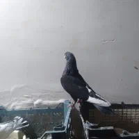 کبوتر فروشی