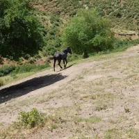 اسب|اسب و تجهیزات اسب‌سواری|خلخال, |دیوار