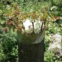 باغبانی|خدمات باغبانی و درختکاری|خرمدره, |دیوار