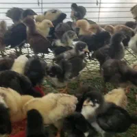 فروش مرغ خروس مرغ شاخ دار جوجه  یه ماهه