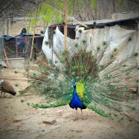 طاووس جوجه دان تخم برهماکوشین فر،لهستانی دستگا قفس