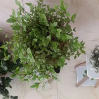 گل طبیعی|گل و گیاه طبیعی|اصفهان, جلوان|دیوار