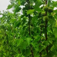 فروش زمین باغچه