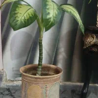 گل دیفن|گل و گیاه طبیعی|سنندج, |دیوار