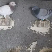 سلام|پرنده|جلگه ماژان, |دیوار