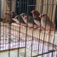 فنچ زبرا کینگ