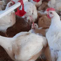 مرغ گوشتی بخش للکلو