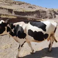 یک عدد گاو و گوساله
