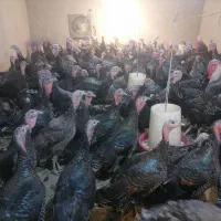 بوقلمون برنز انگلیس