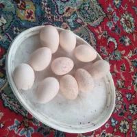 هشت عددتخم بقلمون نطفه داردونه ای ۷۰تومن