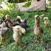 جوجه های لاری اصل ۳۰ روزه