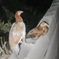 دو عدد مرغ لاری.