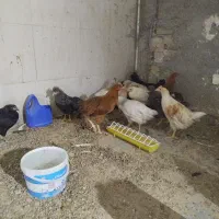 مرغ تخم گذار جوان