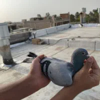کبوتر پلاکی