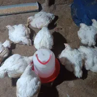 مرغ  زنده  بدون قطره دارو