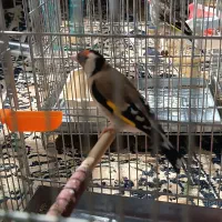 و سهره خاکی