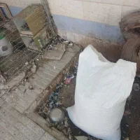 کود کبوتر