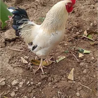 خروس جوان