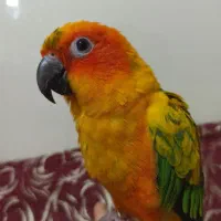 پرنده