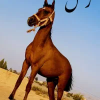 نریان دره‌شوری نوه شاهزاده سین