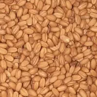 کاملینا