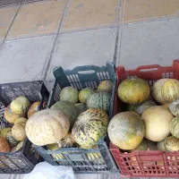 گرگه دیم