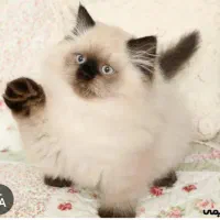 مجموعه گربه های با اصالت و‌ ناز