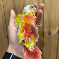 گرینچیک(ردچیک) وآناناسی پاید اسپیلت