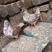 کفتر گرگی معاوضه