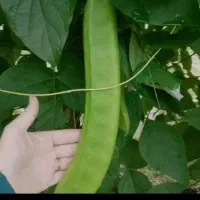 بوته یا نشای آماده لوبیای جک غولپیکر