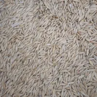 خریدار جو محلی (بافت)