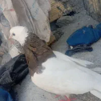سرکه ماده