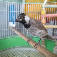 جوجه سهره