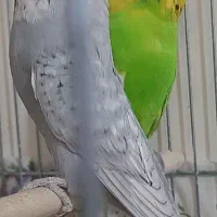 مرغ‌عشق‌انگلیسی‌گریدB