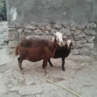 میش بره