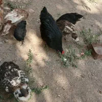 مرغ تخم گزار و جوجه بلک استار