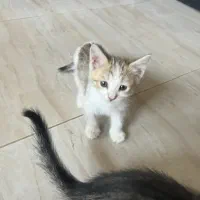 بچه گربه خونگی