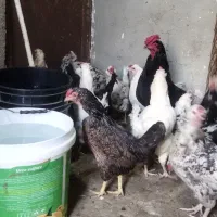 15 عدد مرغ گلین
