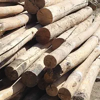 چنار|خدمات باغبانی و درختکاری|جوانرود, |دیوار