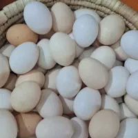 تخم مرغ محلی