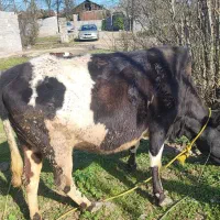 گاو چالوسی با گوساله ماده