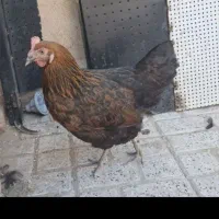 مرغ کروک