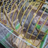 عروس هلندی خوشگل و تمیز